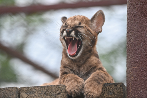 Puma született  a Gyöngyösi Állatkertben
